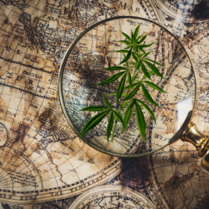 historia cannabis sativa l