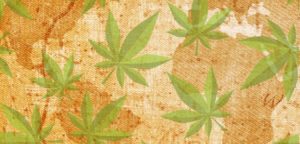 historia planta cannabis sativa l